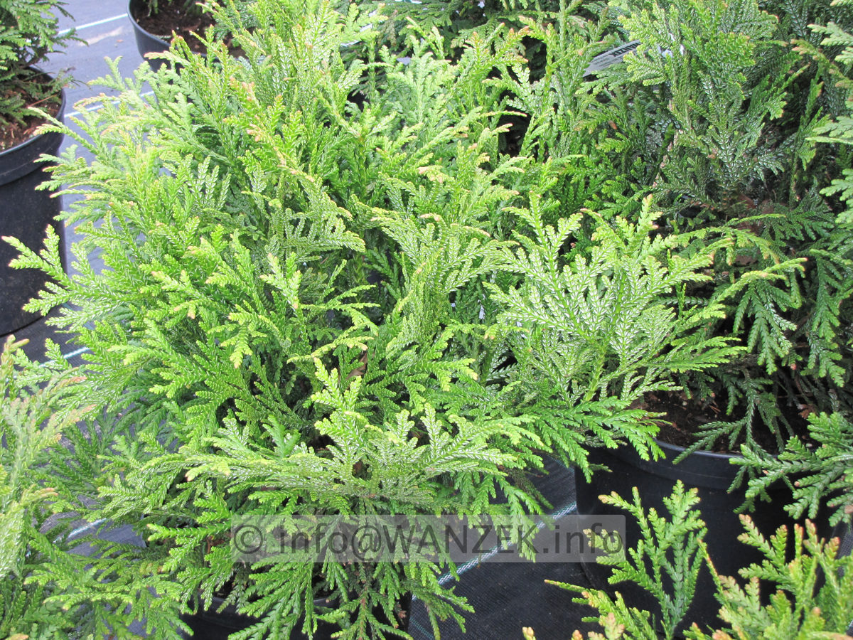 Thujopsis dolobrata 06.JPG